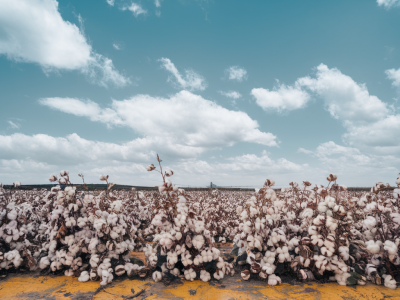 Les vêtements en coton bio sont-ils vraiment meilleurs pour la planète ?